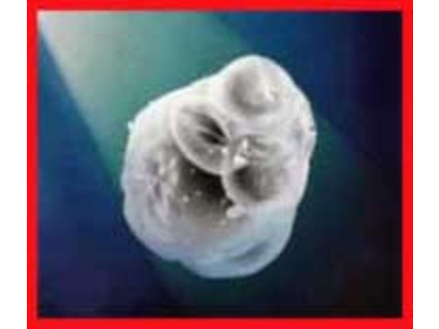 Microsphères de perlite expansée SIL-CELL