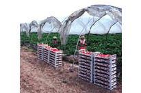 Polyéthylène - Clearflex®