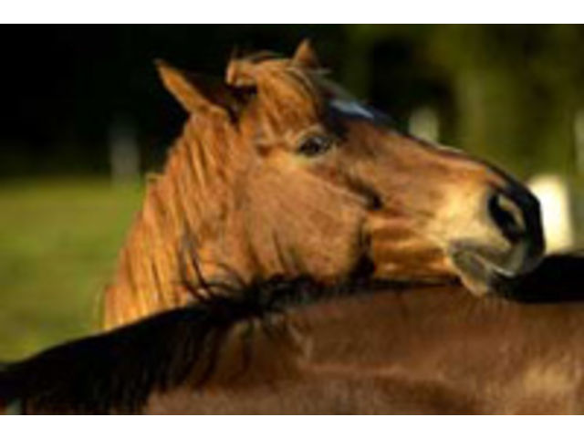 FILM ENSILAGE POUR CHEVAUX