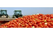 SLV Tomato | CACHAPUZ