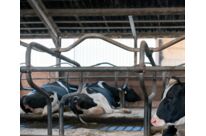 Poudre hygiénique | Hygiène FX 