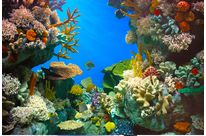 Minéraux extraits du corail : CORAL