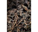Première mondiale  : ADmajoris et la gamme Maj’Eco à base de sarments de vigne recyclés