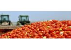 SLV Tomato | CACHAPUZ