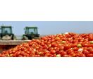 SLV Tomato | CACHAPUZ