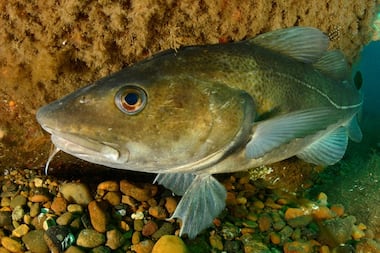 La durabilité des poissons débarqués en France s’améliore, mais la filière a souffert de la crise