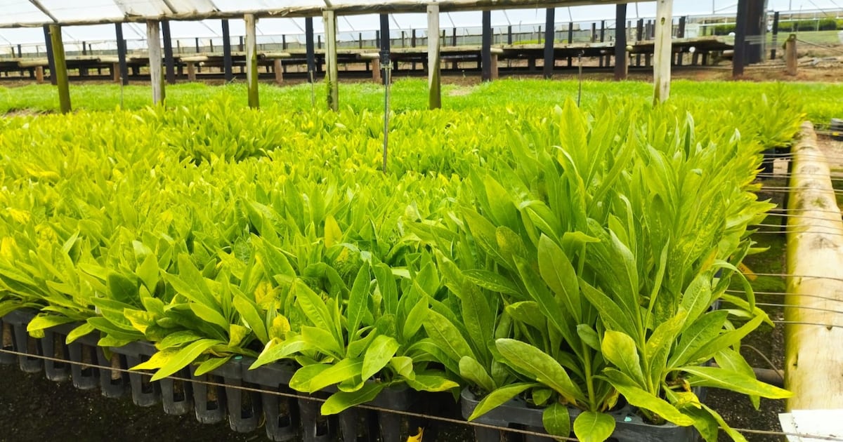 Les mines du futur seront-elles des champs ? Avec ses plantes hyperaccumulatrices, la start-up Genomines veut y croire