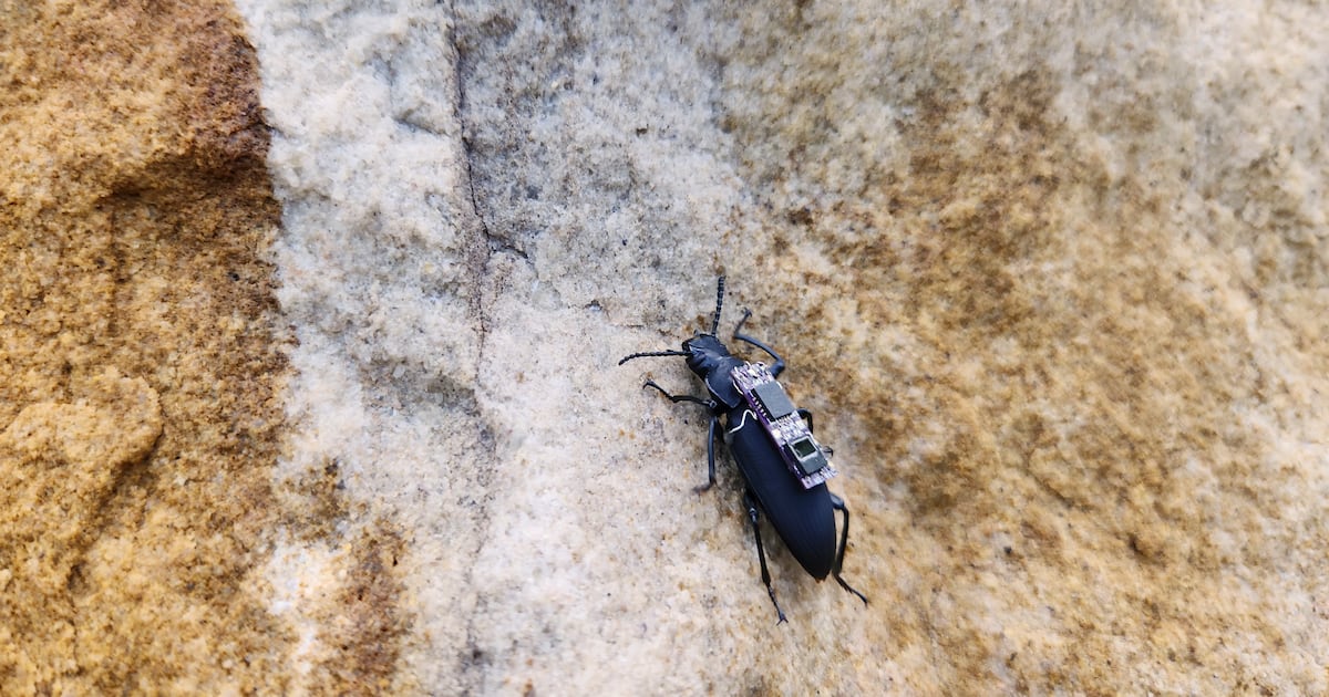 Matyrer Rampent Ils rampent, ils grimpent, ils sauvent : les insectes augmentés débarquent