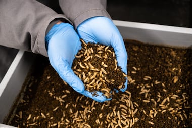 Il avait été sauvé de la faillite il y a moins d’un an : le producteur de farine d’insecte Agronutris et son repreneur placés en redressement judiciaire