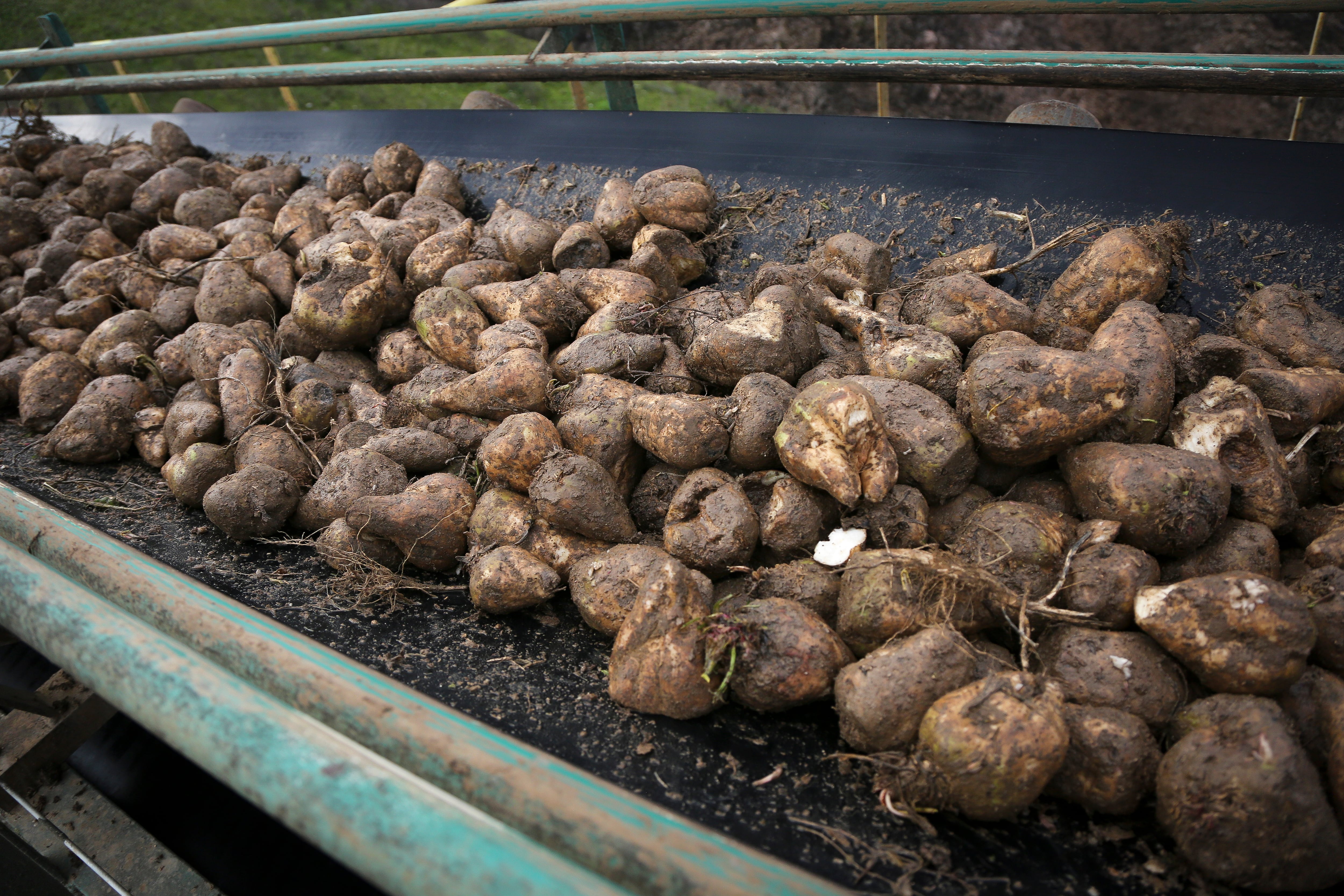 Precision in the Field: AI and the Future of French Sugar